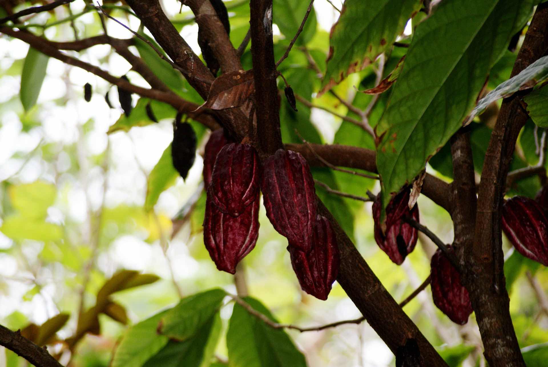Eine etwa Faust-große braune Kakaoschote, die an einem Baum hängt.